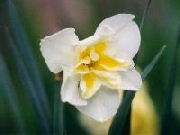 Lemon Beauty
